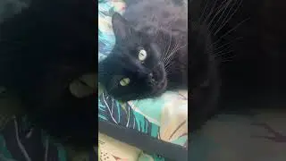 #shortsfeed #shortsvideo #cats #manecoone