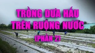 Trồng dưa hấu trên ruộng nước - trồng dưa hấu mùa nước lũ  (phần 2)