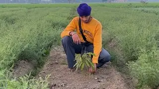 Significance Of Digging and Compost Spreading To Fruit Plants in Winter.