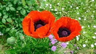 Viva l’amor ❤🌷🌞