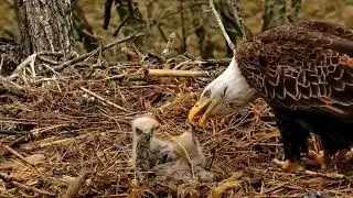 S05#98 #baldeagle | Review mother bird brings food to feed her chicks | bird nest with nature S05