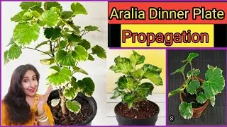 How To Propagate Aralia Plants From Cuttings without Using Root Hormone or Chemicals/Aralia Bonsai