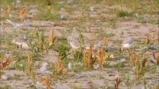 Presqu'ile Piping Plover Family