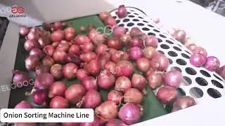Onion Sorting Grading Machine Line #onion