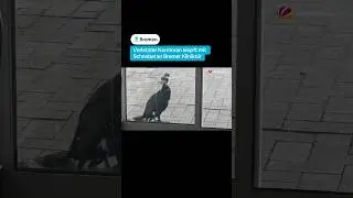 Verletzter Kormoran klopft mit Schnabel an Bremer Klinikt&uuml;r
