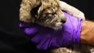 Texas zoo welcomes three African lion cubs