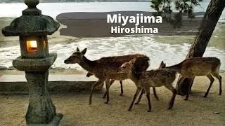 Best Island in Japan 2021 | Miyajima near Hiroshima |  Work Life Japan