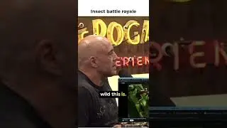 insect battle royale #podcast #viral #joerogan #insects #battleroyale #wildlife #animals #animal