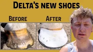 Delta's #hooves were dried and cracked. #farrier #blacksmith #equinecare #restoration