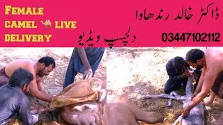 female camel delivery!#viral #animal #livestock #camel #ytstudio