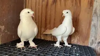 GÜVERCİN ÜCRETLİ SAHİPLENDİRME  OYUN KUŞU TAKLACI İLETİŞİM 05357166487