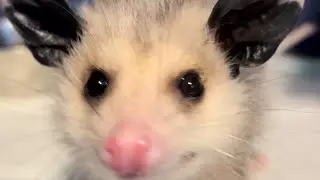 Making rounds to check on the babies! ￼#follow #possum #babyanimals #animal #opossum #wildlife #cute