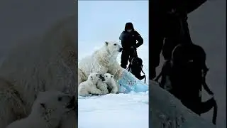 &ldquo;Trapped Polar Bear Freed After Ice Melts &ndash; Emotional Rescue&rdquo;