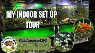 MY INDOOR AQUARIUM SET UP l FIRST TIME FISH KEEPER