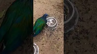 NOAH'S AVIARY AT AMAYA VIEW IN CAGAYAN DE ORO CITY | MINDANAO PHILIPPINES