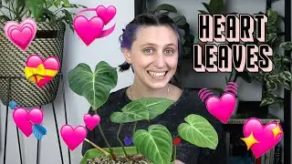 my favourite plants with 💚HEART💚 shaped leaves