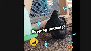 Booping the animals!!! 
