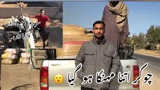 Goat feed for winter ! chokar ki bori Rs 2000 ki hogai 😮