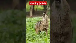 jackals sounds | howling at courtship