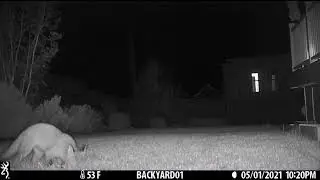 Cicada control.