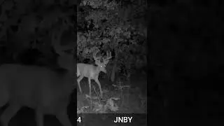 TARGET BUCK SHOOT OR PASS?