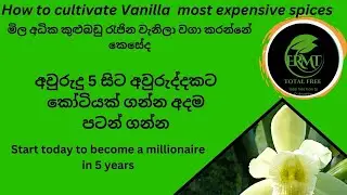 How to cultivate Vanilla  most expensive spices වැනිලා වගා කරන්නේ කෙසේද #vanilla cultivation# වැනිලා
