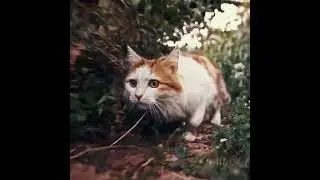 Primeiro Video ultra realista Criado pela Sora .