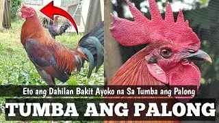 Bigla Nagbago ang Tingin Ko Sa Manok na Nakatumba Ang Palong | Pea comb | Linyada ng Mamay 