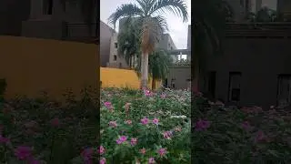 home front gardening idea #beautifulgarden #garden #lovingplanta #nature #shorts #viral #trending