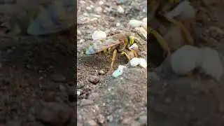 #Bee Death # By OPTV Onepakistan TV#