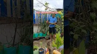 bhut sare plants khrab hogye 😥😥 very bad position #gardening #garden #shortsvideo