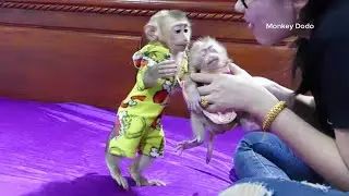 Moly Walking To Request Mom To Hug Newborn Zuji | Moly Very Surprise And Love Newborn Zuji