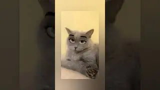 Funny Cats | droll(laugh) cats