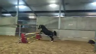 Quickx van de Nieuwe Heide