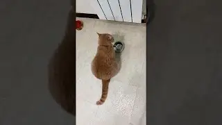 Clever Cat Demands for Food Bowl Is Refill || ViralHog