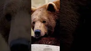 B + Bear Logodesign