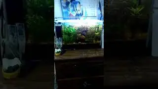 Fluval spec 5.5 gallon review!!!