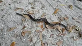 Dusky pygmy rattle snake