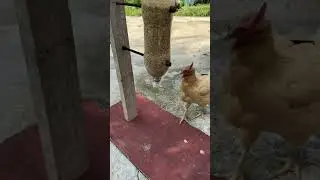 DIY CHICKEN FEEDER  #greatfarm  #chickenfeeder