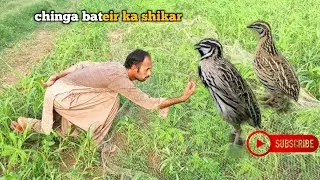 rain quail hunting in pakistan / chinga batair ka shikar 2025 / quail trip,bird trip very munda🥰😘