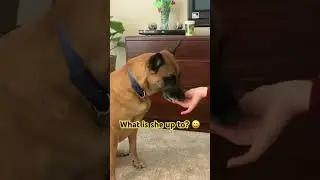 What is she up to?! New trick in the making! #dogtricks #trickdogs #malinois #dogtraining #shaping