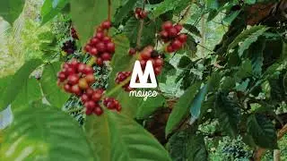 Moyee Filter Bricks
