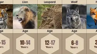 Animals Age Ranking | Animals Age Comparison 