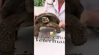 Is your tortoise ready for brumation?
