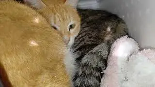 一周終えハウス🏠覗いて見ると❗仲良く団子になり寝てたミィちゃん&まん丸ちゃん❗寒いからゆっくり休んでて下さいニャー♥️