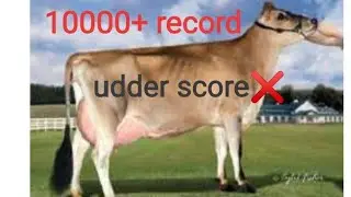 World Wide sires Top JERSEY BULL CHEDDAR || USA Imported || Full Details || #dairyfarm #jersey_cow