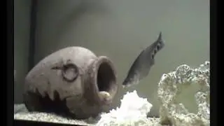 Notopterus Chitala (Clown Knife Fish) and Arowana (Osteoglossum Bicirrhosum) feeding