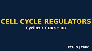 Cell Cycle Regulators | Cyclins & CDKs Explained | Pathology | CBDC | MBBS BHMS FMG