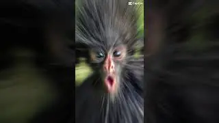 Monkey glow up