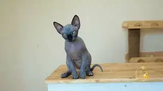 Lainie | Sphynx Female Birth Date : 01/04/2023 (4 Month)